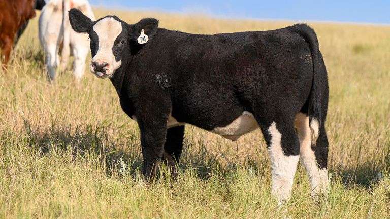 LOT 74 STEER