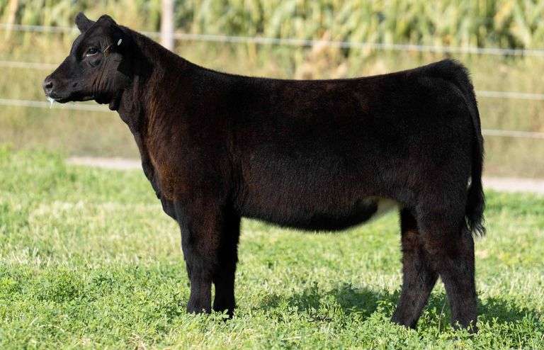 TAG 2960 HEIFER