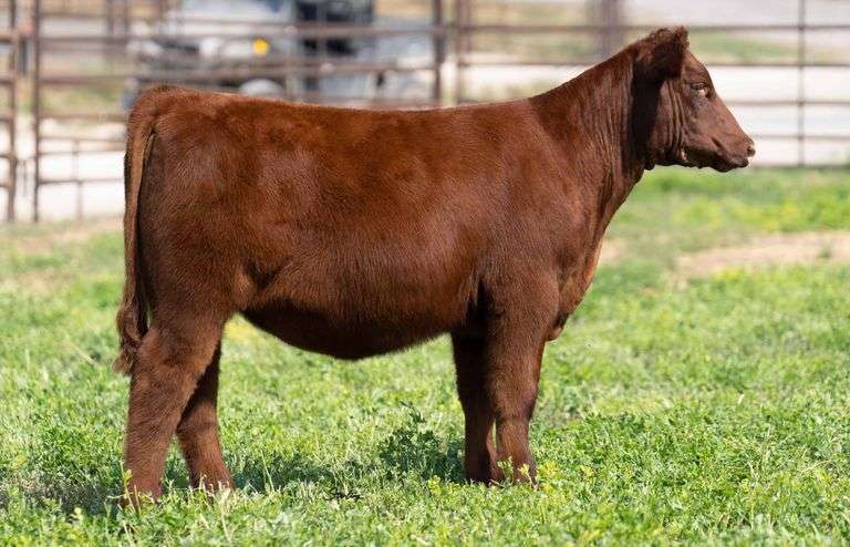 TAG D604 HEIFER