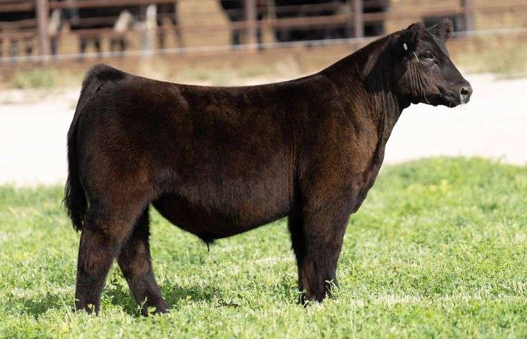 TAG 0136 STEER