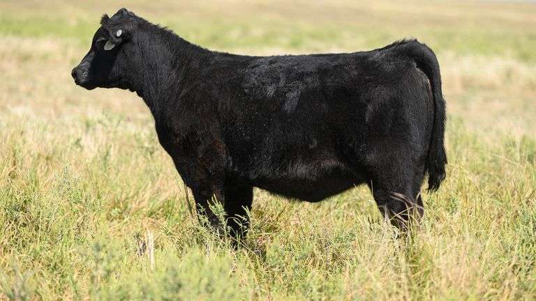 LOT 43 HEIFER