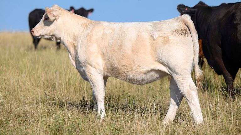 LOT 6 HEIFER
