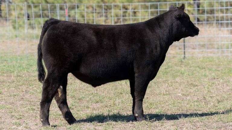 TAG 19 STEER