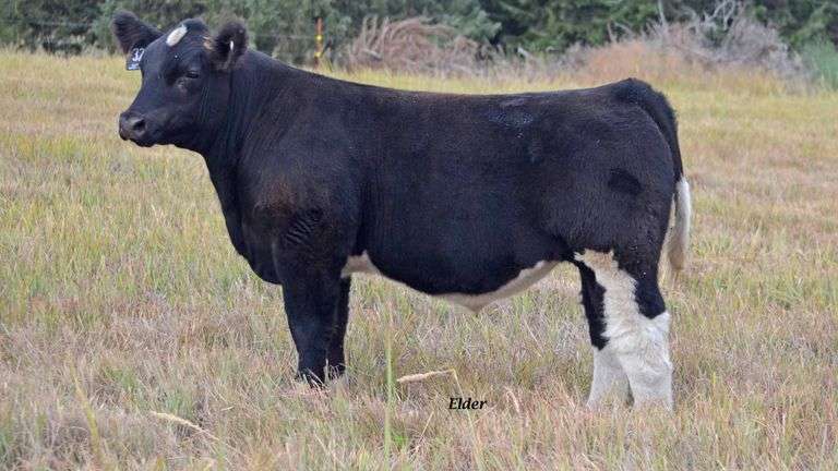 TAG 32 STEER
