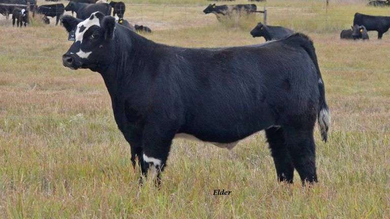 TAG 38 STEER
