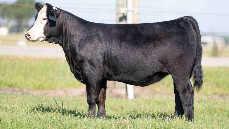 TAG 25 HEIFER