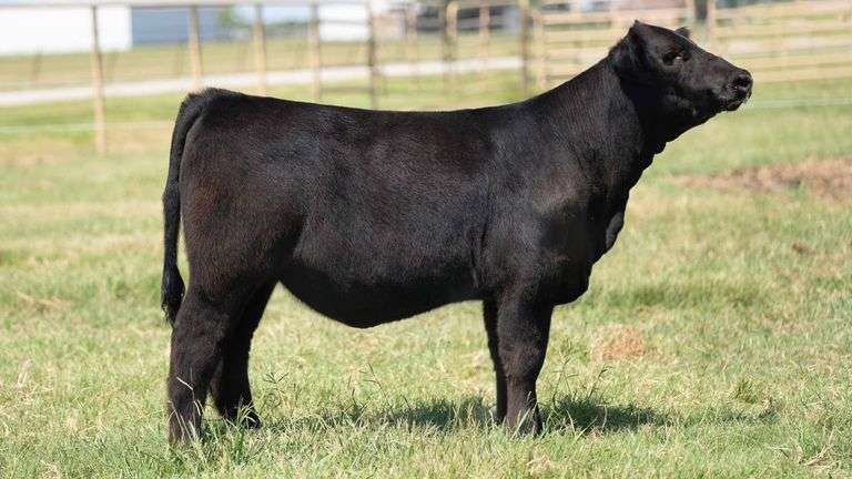 TAG 435 HEIFER