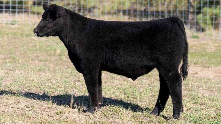 TAG 3 STEER