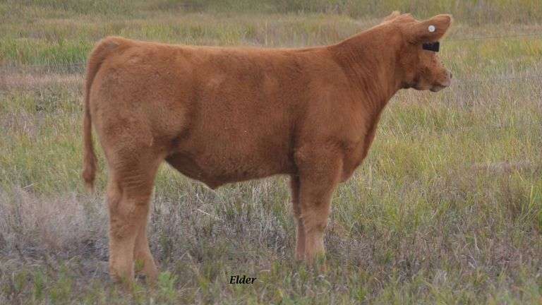 TAG 23 STEER