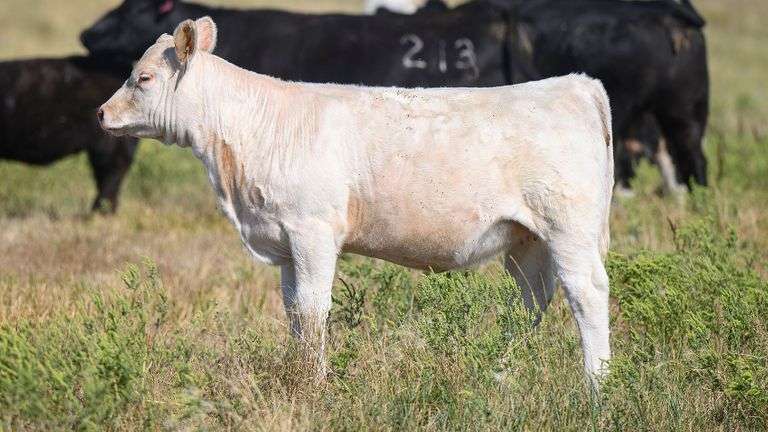 LOT 19 HEIFER