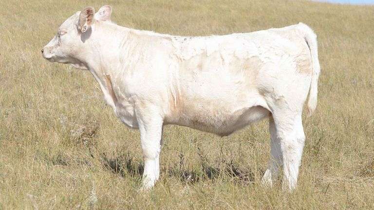 LOT 29 HEIFER