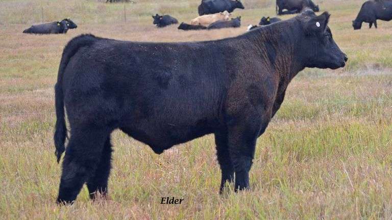 TAG 26 STEER