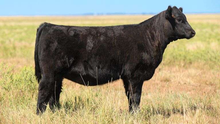 LOT 40 HEIFER