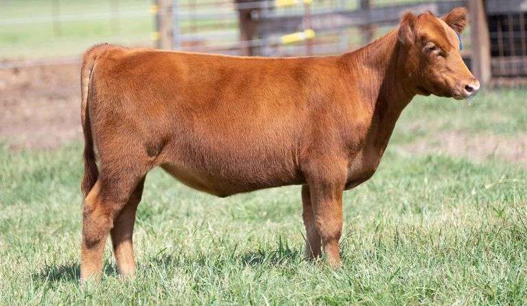 TAG 206 HEIFER