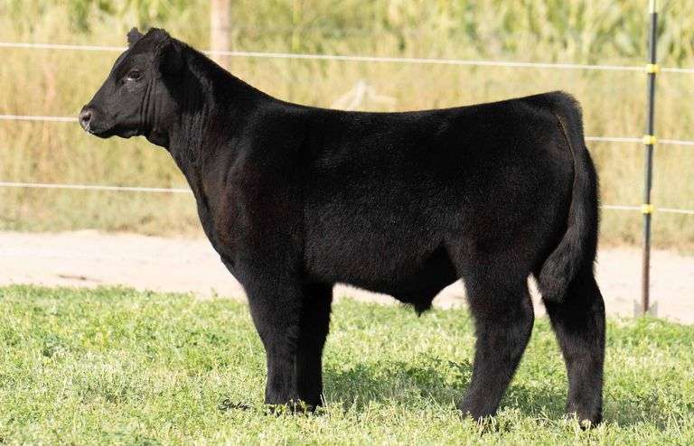TAG 872 STEER