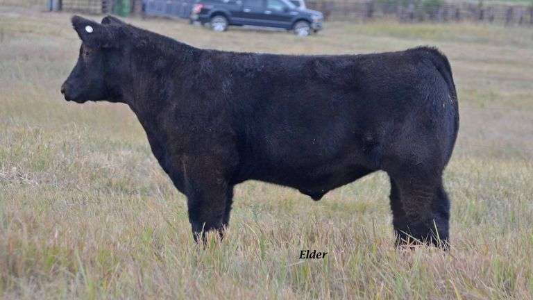 TAG 45 STEER