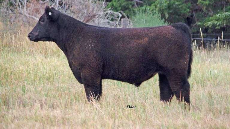 TAG 60 STEER