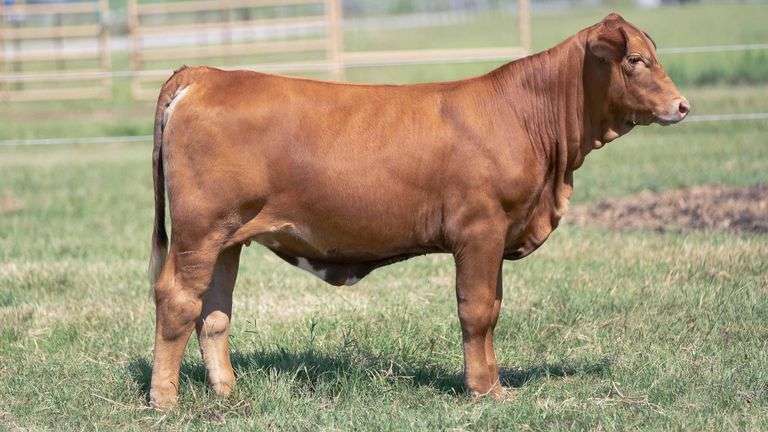 TAG 422 HEIFER
