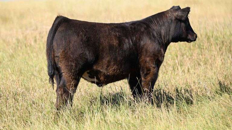 LOT 65 STEER