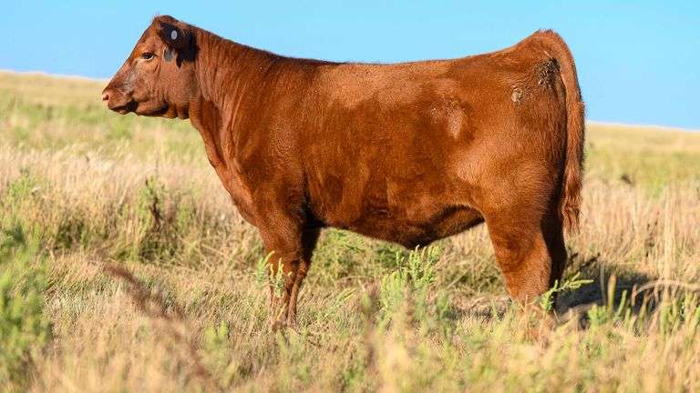 LOT 35 HEIFER