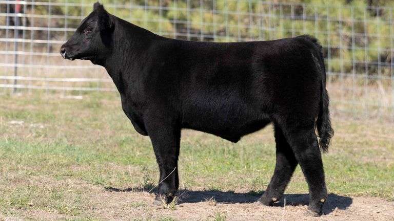 TAG 5 STEER