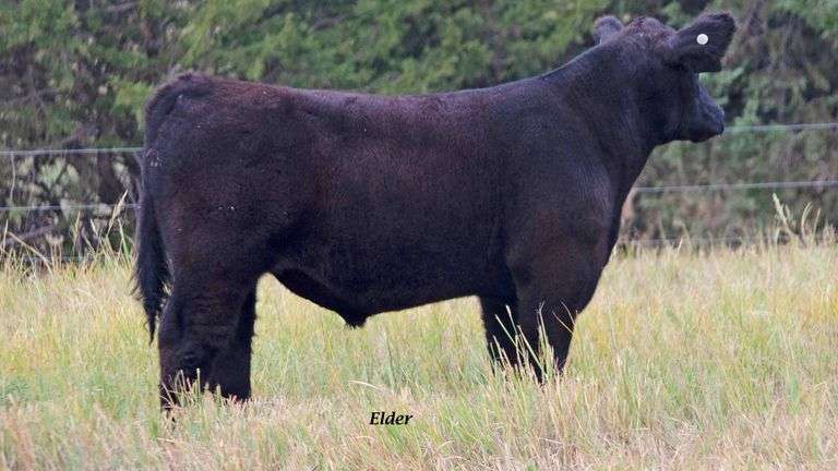 TAG 24 STEER