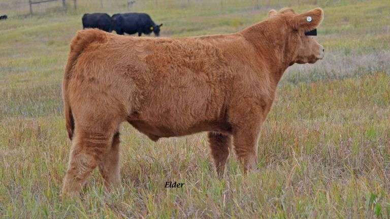 TAG 50 STEER