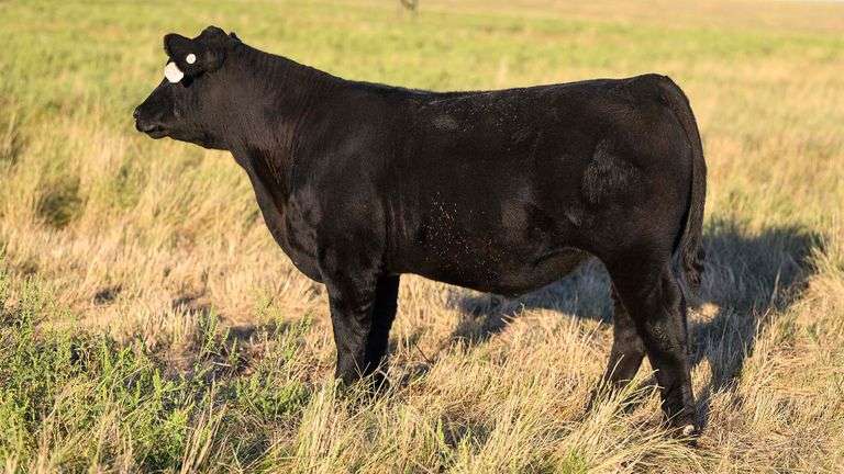 LOT 70 STEER