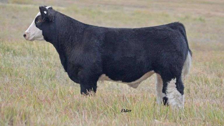 TAG 55 STEER