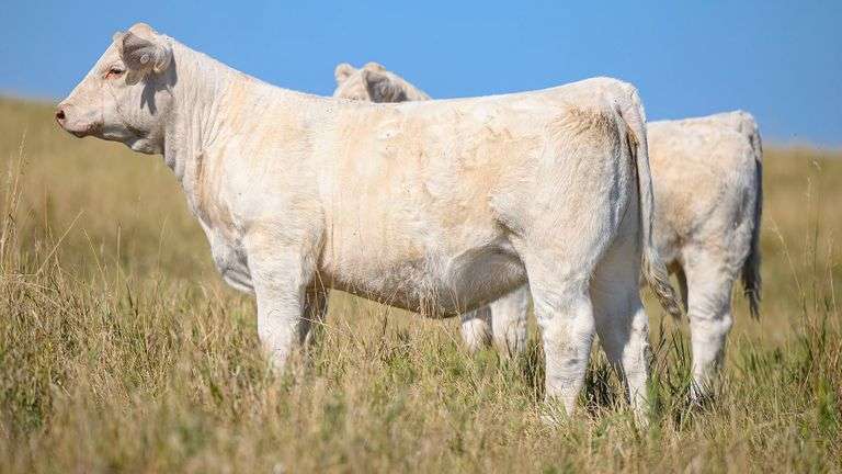 LOT 2 HEIFER