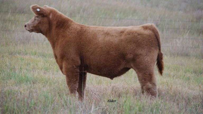 TAG 1 STEER