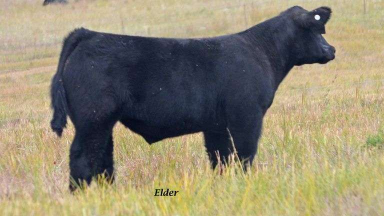 TAG 4 STEER