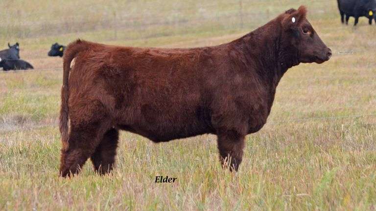 TAG 40 HEIFER