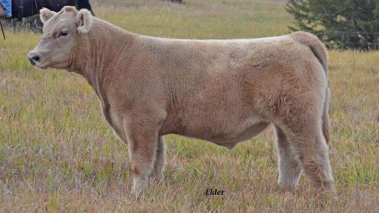 TAG 28 STEER