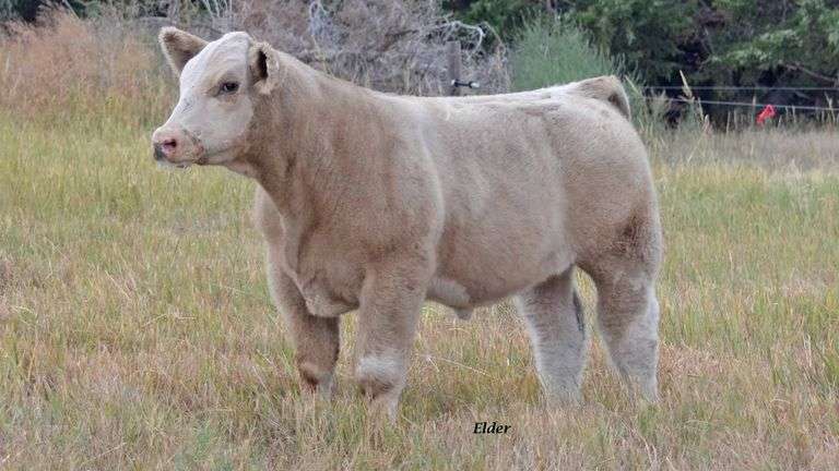 TAG 34 BULL
