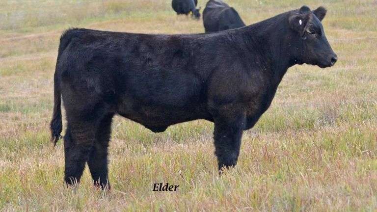TAG 39 STEER