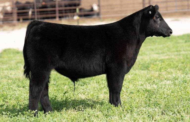 TAG C535 STEER