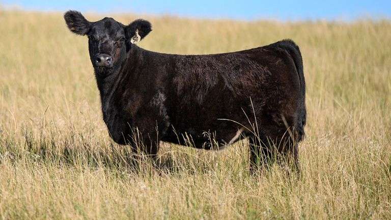 LOT 54 HEIFER