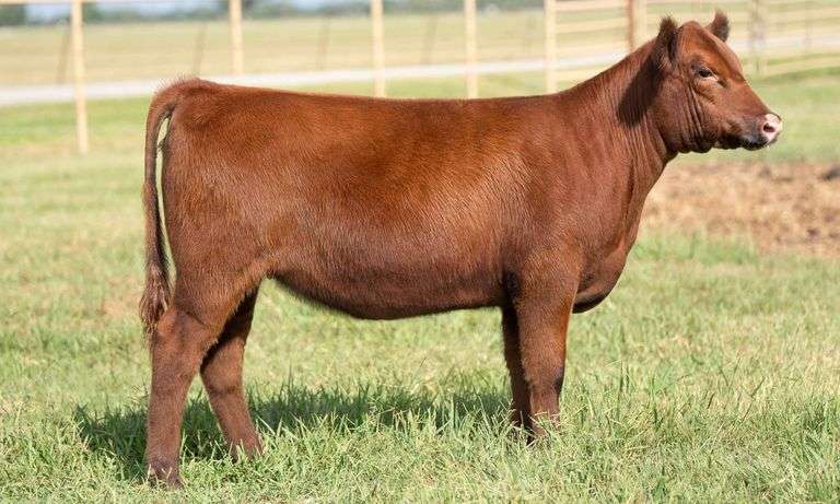 TAG 203 HEIFER