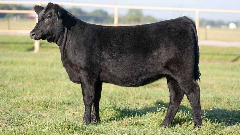 TAG 104 HEIFER