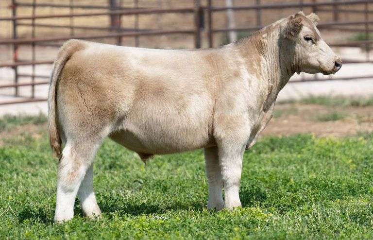 TAG 1-103 STEER