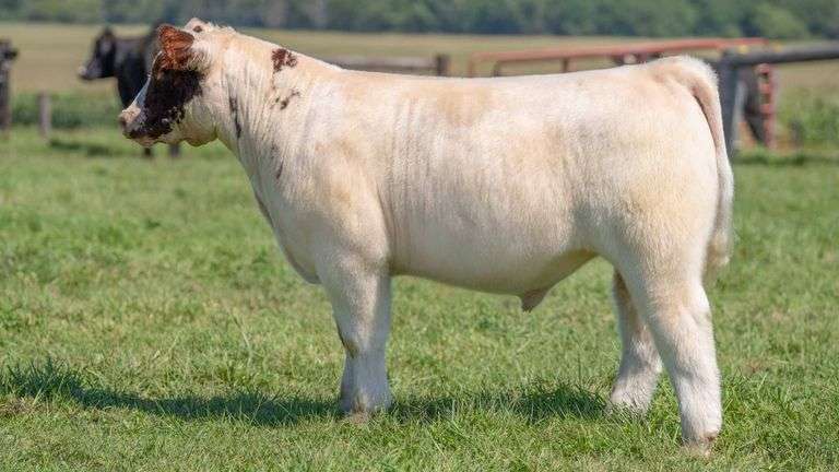 TAG 136 STEER