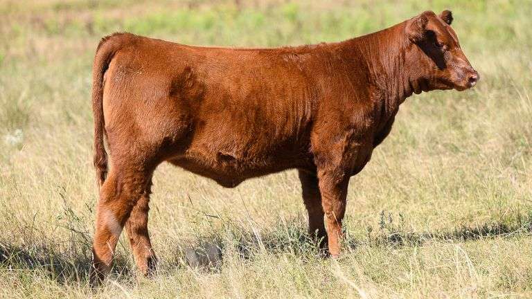 LOT 39 HEIFER