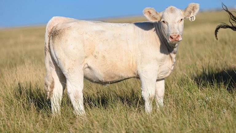 LOT 27 HEIFER