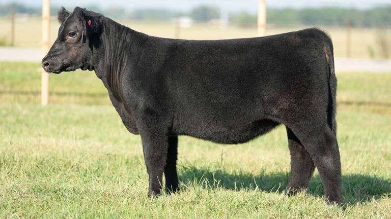TAG 1122 HEIFER