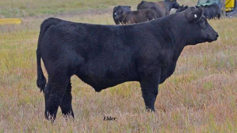 TAG 29 STEER