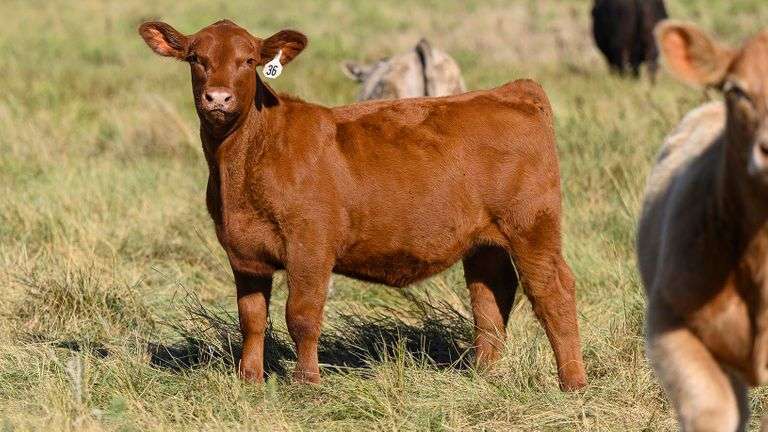 LOT 36 HEIFER