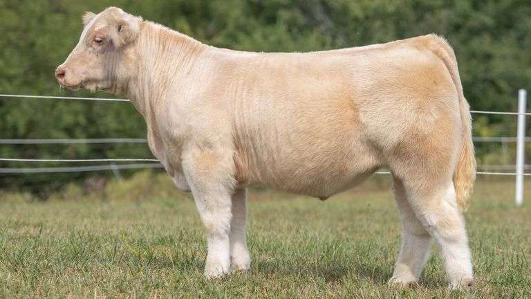 TAG 5 STEER