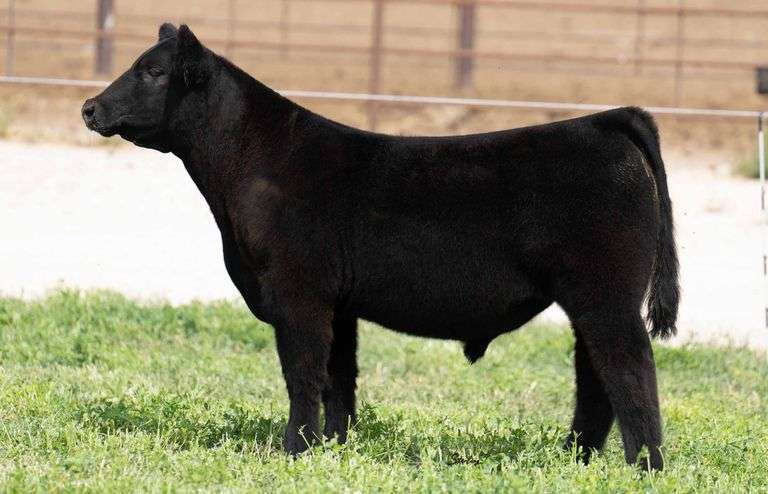 TAG 42238 STEER