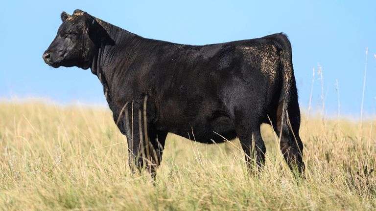 LOT 41 HEIFER